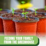 Seedlings in containers with text: Feeding Your Family from the Greenhouse How Much Space Is Needed?