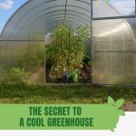 Exterior view of greenhouse with door open and plants inside with text: The Secret to a Cool Greenhouse in Summer