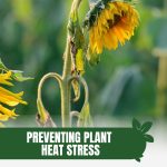 Wilted sunflower with text: Preventing Plant Heat Stress in Your Summer Greenhouse