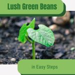 Bean seedling with text: Lush Green Beans in Easy Steps