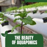 Mint seedlings with text: The Beauty of Aquaponics Nature's Perfect Ecosystem