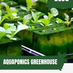 Seedlings with text: Aquaponics Greenhouse Planning and Construction Tips