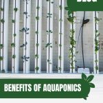 Vertical growing plants with text: Benefits of Aquaponics Beyond Sustainable Farming