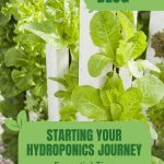 Hydroponics lettuce with text: Starting Your Hydroponics Journey Essential Tips