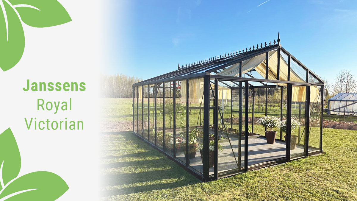 Large glass greenhouse in a sunny backyard with the test: Janssens Royal Victorian