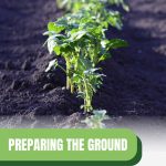 Plants in row with text: Preparing the Ground for a Raised Bed Garden