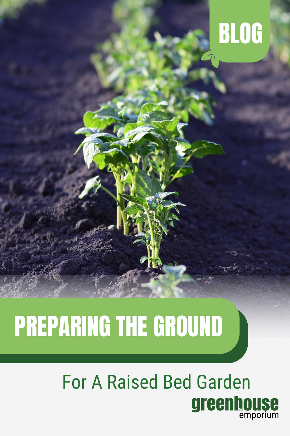 Plants in row with text: Preparing the Ground for a Raised Bed Garden