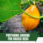 Gourd on vine in raised bed with text: Preparing Ground for Raised Beds A Step-by-Step Guide