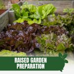 Lettuce in raised bed with text: Raised Garden Preparation Tips and Tricks