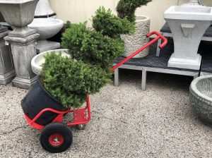 Small red Potwheelz dolly in use moving topiary planter