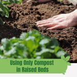 Person with hands on soil with plants in foreground with text: Using Only Compost in Raised Beds Yay or Nay?