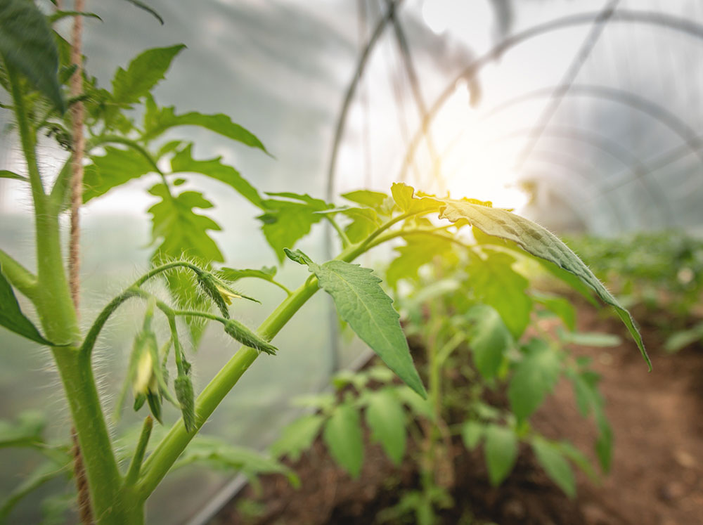 Light shining behind a tomato plant that is grown inside a greenhouse