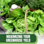 Lettuce in basket with herbs in background with text: Maximizing Your Greenhouse Yield for Family Nutrition