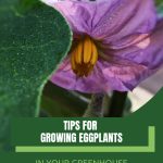 Eggplant flower with text: Tips for Growing Eggplants in Your Greenhouse