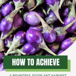 Bright purple eggplants with How to Achieve A Bountiful Eggplant Harvest