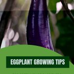 Single purple eggplant with text Eggplant Growing Tips for Greenhouse Gardeners