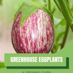 Striped eggplant with text: Greenhouse Eggplants A Growing Guide