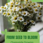 Chamomile flowers in vase with text: From Seed to Bloom Chamomile Growing Guide for Greenhouses