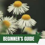 Chamomile flowers with text: Beginner's Guide Growing Chamomile in Greenhouses