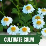 Chamomile flowers and leaves with text: Cultivate Calm Growing Chamomile in a Greenhouse