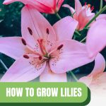 Pink lilies with caption: How to Grow Lilies in a Greenhouse