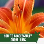 Close view of orange lilies and stamens with text: How to Successfully Grow Lilies in a Greenhouse