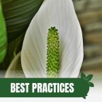 Peace lily with text: Best Practices for Growing Greenhouse Lilies