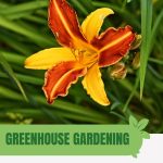 Yellow and orange lily with text: Greenhouse Gardening Growing Lilies