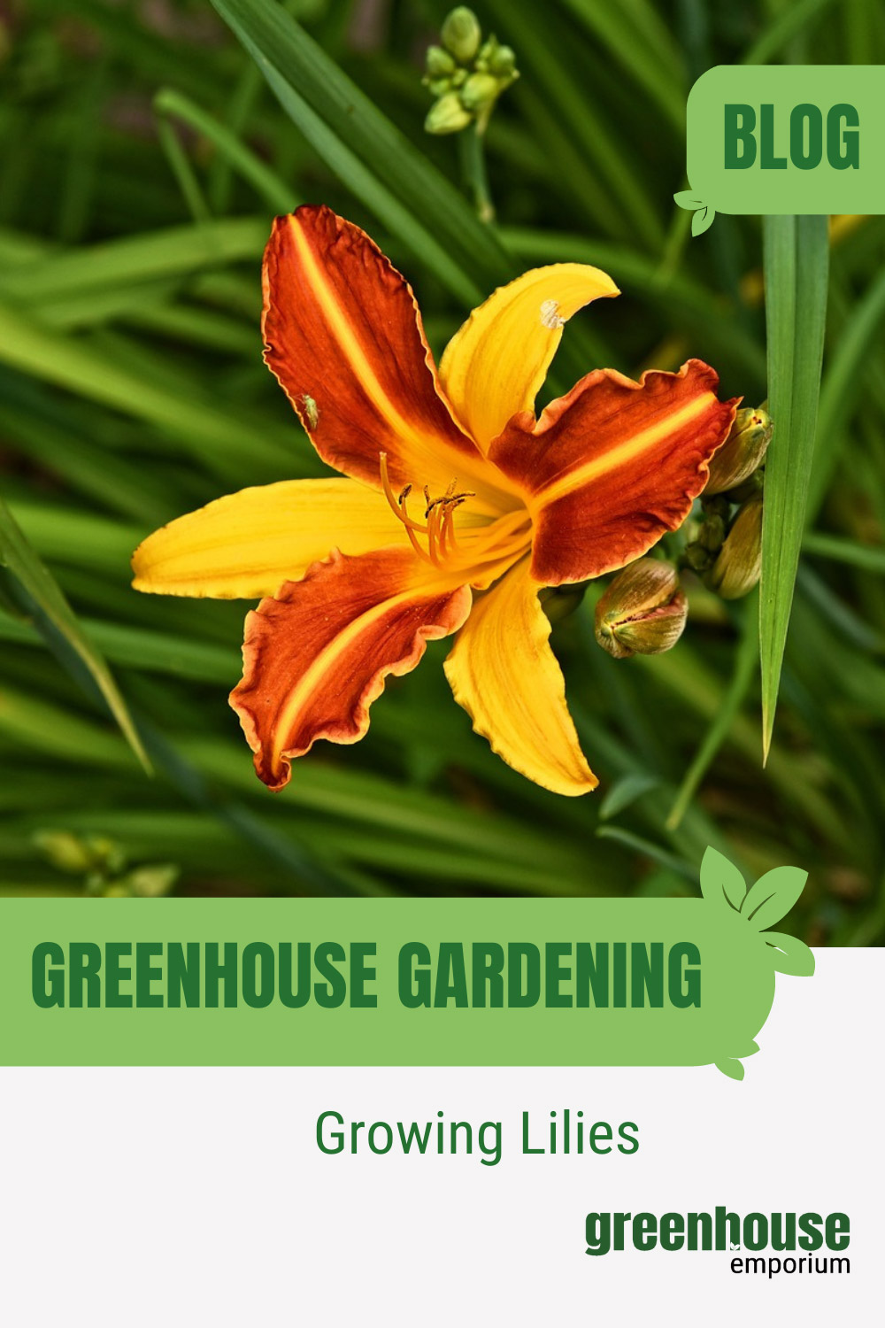 How To Grow Lilies In A Greenhouse Greenhouse Emporium