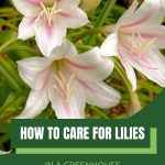 White lilies with pink stripe with text: How to Care for Lilies in a Greenhouse