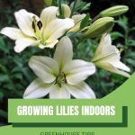 White lilies with text: Growing Lilies Indoors Greenhouse Tips