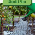 Watering can with tomato plants and text: Should I Filter My Garden Water?