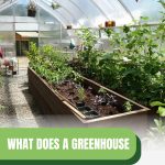 Greenhouse beds with text: What Does A Greenhouse Do For Plants?