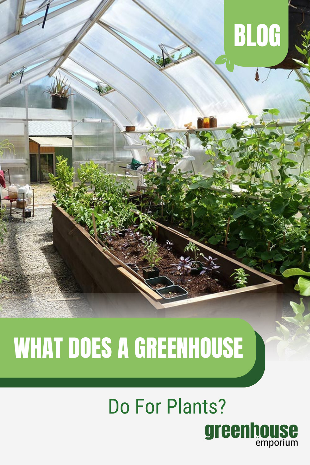 Greenhouse beds with text: What Does A Greenhouse Do For Plants?