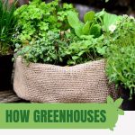 Plants in grow bag with text: How Greenhouses Enhance Plant Growth and Yield