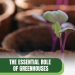 Seedling in pot with text: The Essential Role of Greenhouses in Plant Growth