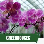 Orchids in greenhouse with text: Greenhouses Creating the Perfect Environment for Plants