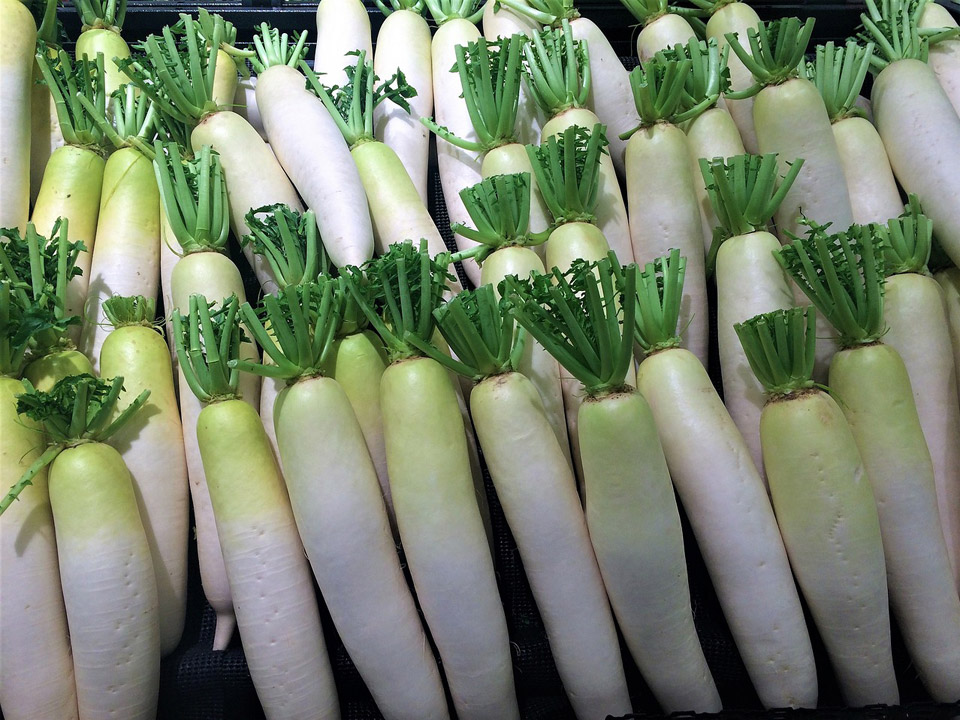 White radish with green trimmed tips