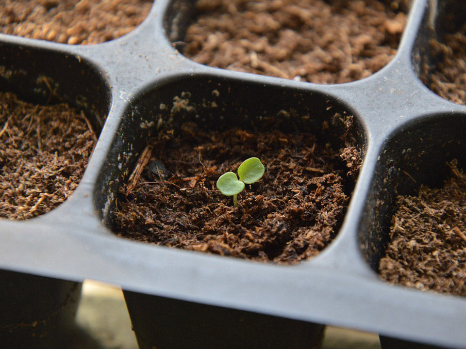 Seedling in tray