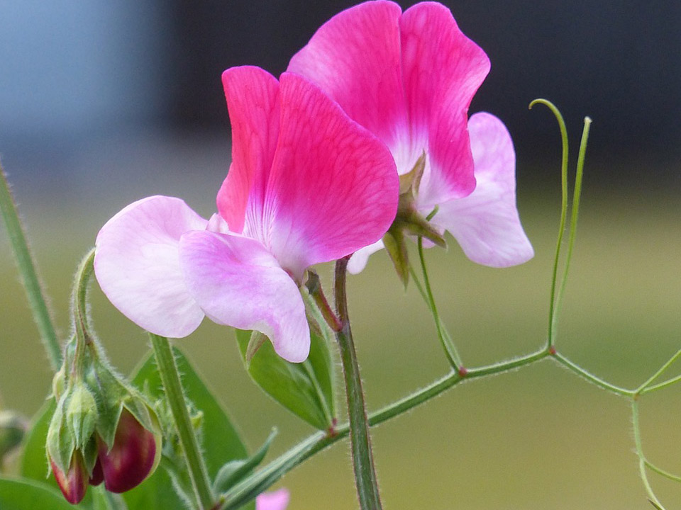 Pink flowering sweet pea