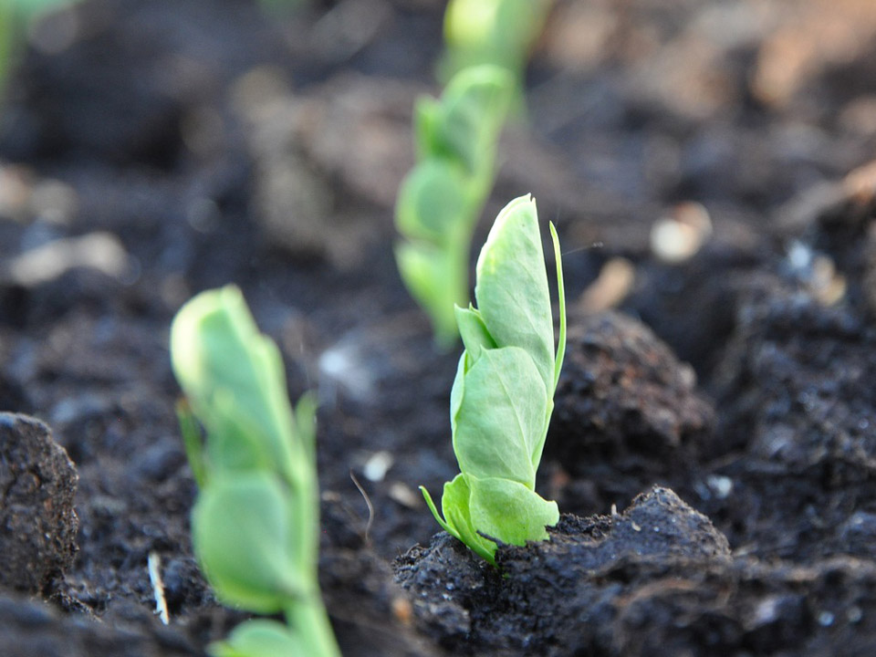 Pea seedlings