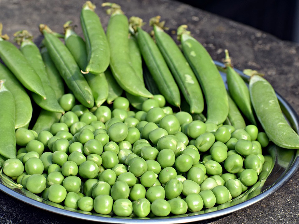 Sugar snap peas on a plate