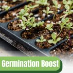 Seedlings in tray with text: Germination Boost Heat Mats for Greenhouse Gardening