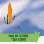 Orange crocus bloom above snow with text: How to Garden Year Round in Cold Climates