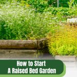 Raised beds with herbs and flowers with text: How to Start A Raised Bed Garden in the Fall