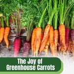 Multi-colored carrots with text: The Joy of Greenhouse Carrots A Gardener's Guide