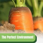 Top of carrot above ground with text: The Perfect Environment For Growing Carrots