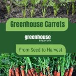 Carrot foliage above ground and harvested carrots with text: Greenhouse Carrots From Seed to Harvest