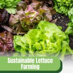 Various lettuce head types with text: Sustainable Lettuce Farming