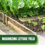 Lettuce growing in rows with text: Maximizing Lettuce Yield in Small Greenhouses